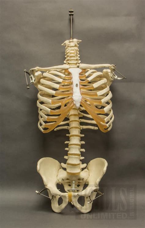 Image Result For Torso Skeleton Skull And Bones Skeleton Anatomy Skull