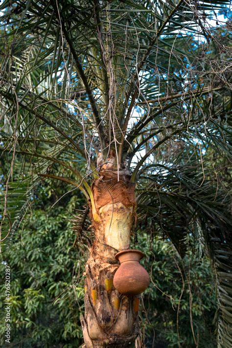 Date Palm Sap Is Collected By Shaving The Date Palm Tree The Date