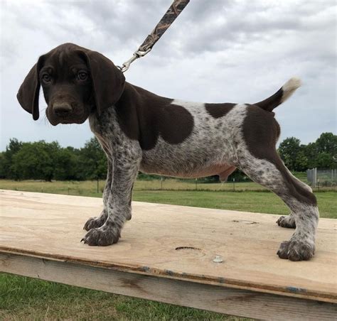 However, unlike most other pointing breeds, its purpose is to point, not retrieve game. GERMAN SHORT HAIRED POINTER #puppy # ...