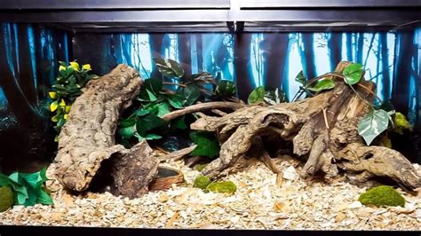 What To Put In A Snake Tank The Essential Guide To Keeping Your