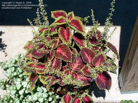 Woman standing amidst plants on field against sky. PlantFiles Pictures: Coleus, Flame Nettle, Painted Nettle ...