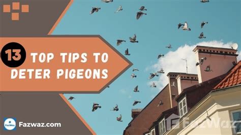 Keep Pigeons Away 13 Top Tips To Deter Pigeons Fazwaz