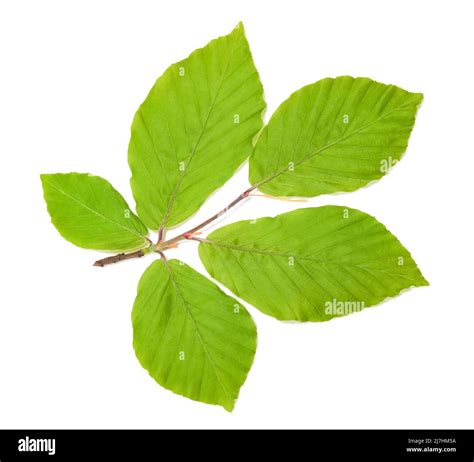 Beech Branch With Leaves Isolated On White Background Stock Photo Alamy