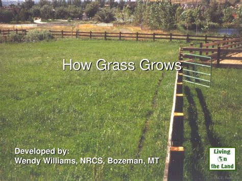 Ppt How Grass Grows Powerpoint Presentation Free Download Id3851918