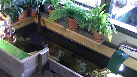 Indoor Turtle Pond Youtube