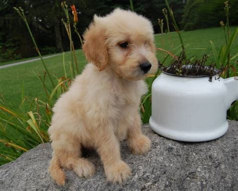Use the search tool below and. Goldendoodle Puppies for Sale
