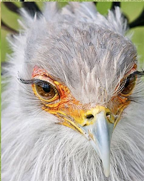 Rare Birds Of The World Beautiful Exotic Birds Endangered Bird Species