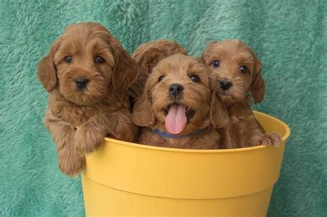 Our dogs are a part of our family and live indoors. Serenity Springs Labradoodles Australian Labradoodles ...