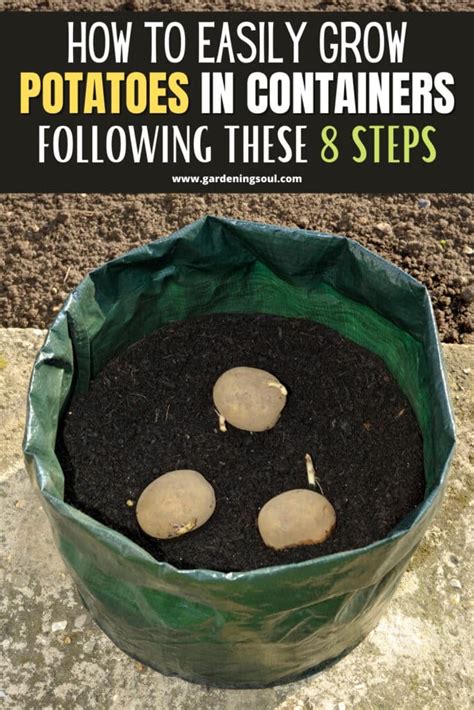 How To Easily Grow Potatoes In Containers Following These 8 Steps