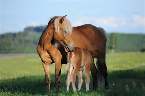 horse mare foal  photo  pixabay