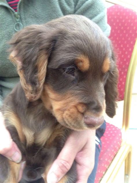 See more of cocker spaniel puppies on facebook. Gorgeous Chocolate Cocker Spaniel Puppies For Sale | Halstead, Essex | Pets4Homes
