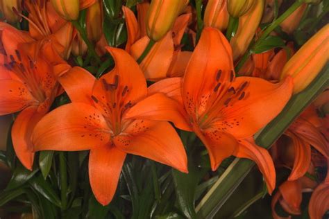 Close Up Of Orange Lily Flowers Id 125781178