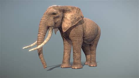 Realistic Elephant Buy Royalty Free 3d Model By Malbers Animations