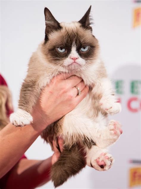 Famous Cats Grumpy Cat Lil Bub Colonel Meow And More In