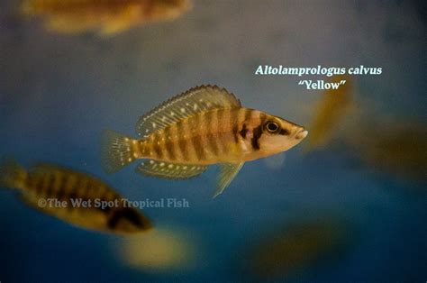 Wet Spot Tropical Fish Altolamprologus Altolamprologus Calvus Yellow