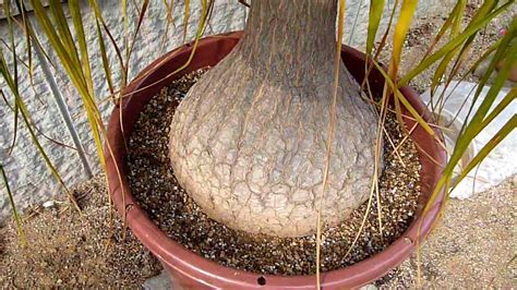 The ones that need the least attention have typically proven to be the most popular interior plants. How to repot Beaucarnea recurvata (8/8) Spring 2011 - YouTube