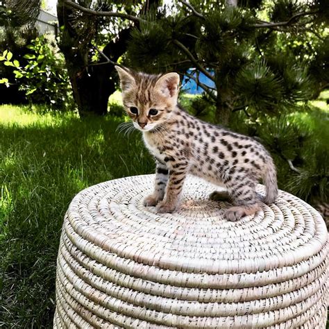 We take great pride in our breeding programs and the development of their personality! Savannah Cats For Sale | Los Angeles, CA #300933 | Petzlover