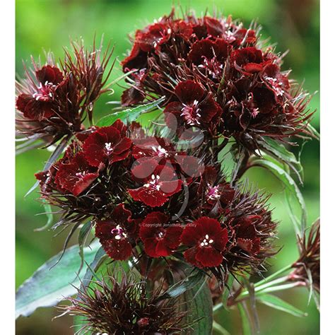 Dianthus barbatus (Nigrescens Group) 'Sooty' | Dianthus barbatus, Sweet william, Biennial plants