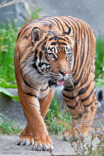 Funny Wildlife 0904wpzoo26019 By Bodokitty On Flickr Tiger With