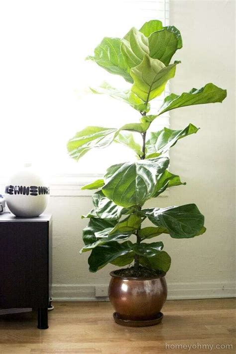 Pruning And Shaping Your Fiddle Leaf Fig Plant To Keep It Healthy