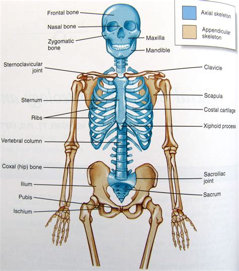 Axial Skeleton Axial Skeleton Human Organ Diagram Anatomy Bones