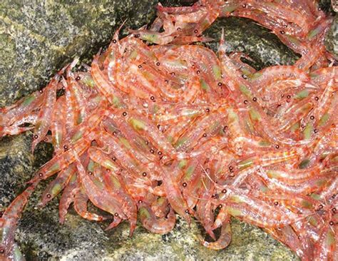 The krill were an aggressive, reptilian species from a planet of the same name, located in the same quadrant of the galaxy as the planetary union. South Georgia gentoo penguins feed preferably on krill ...