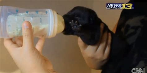Woman Breastfeeds Puppy To Save Its Life Huffpost