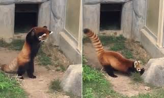 Red Panda Attacks A Rock Inside Its Enclosure In Japan Daily Mail Online