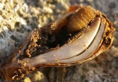 Many infested bulbs rot away although some survive to. John Grimshaw's Garden Diary: A surreptitious snowdrop killer
