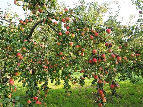 Bei einem familienbaum hingegen werden apfelsorten eingesetzt, die sich gegenseitig befruchten können. Beeren, Kirschen, Äpfel - was pflanze ich nur im Garten an?