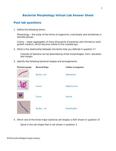 Bacterial Morphology Virtual Lab Questions 1 Bacterial Morphology