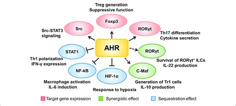 The Mechanisms Underlying AHR Signaling Regulation Of Immune Cells