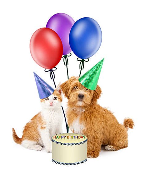 Happy Birthday Cat Pictures Images And Stock Photos Istock