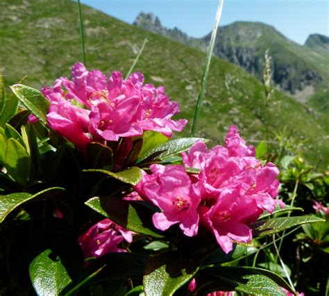 Valle Brembana I Rododendri Del 101 Trekking Escursioni Valle