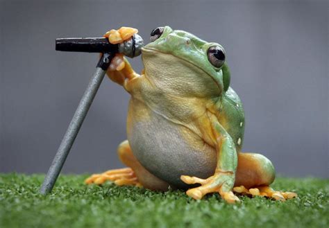 These Tiny Frogs Holding Microphones Are Your New Favourite Artists