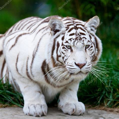 White Bengal Tiger Stock Photo By ©palko72 17632985