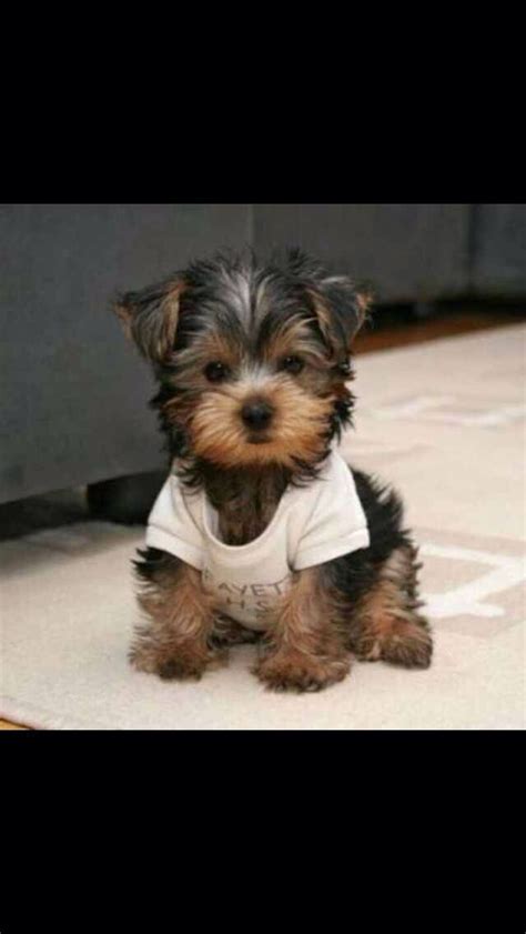 Yorkie poo puppies yorkie breeders baby yorkie yorkie puppy for sale free puppies for adoption mini yorkie pomeranian dogs teacup pomeranian lab puppies. Yorkie Poo | Fur babies and cute stuff :) | Pinterest