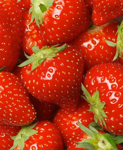 Local Organic Fresh Strawberries Florida Fields To Forks