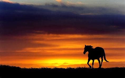Horse At Sunset Graphy Fields Sunrise Sunset Silhouette Horses