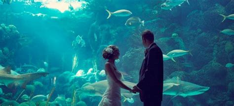 Top 6 Underwater Wedding And Honeymoon Destinations Cheapflights