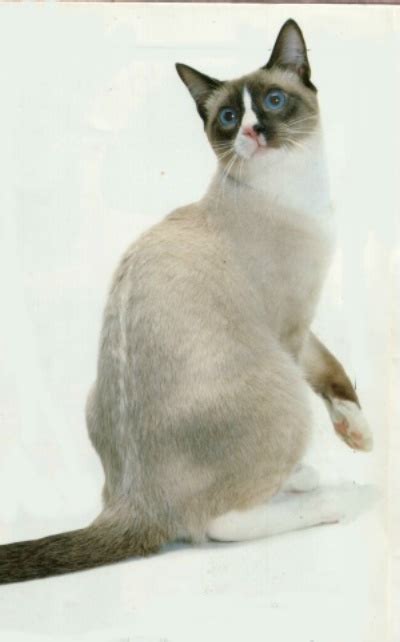 catlist snowshoe cat