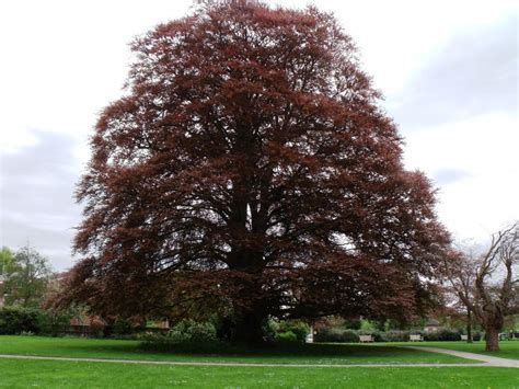 Copper Beech Page 2 Homeowners Tree Advice Forum Arbtalk The