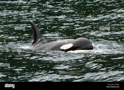 Resident Orca Or Killer Whale Orcinus Orca Swims In The Inside