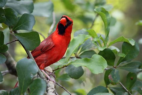 Northern Cardinal Cardinalis Cardinalis A Northern Cardi Flickr