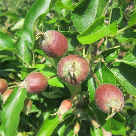 Rootstocks have little effect on the bearing age of other fruit trees. Apple fruit thinning | New England Tree Fruit Management Guide