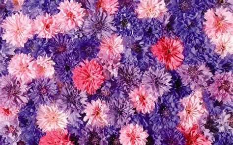 Pink And Purple Flower Backgrounds 59 Images