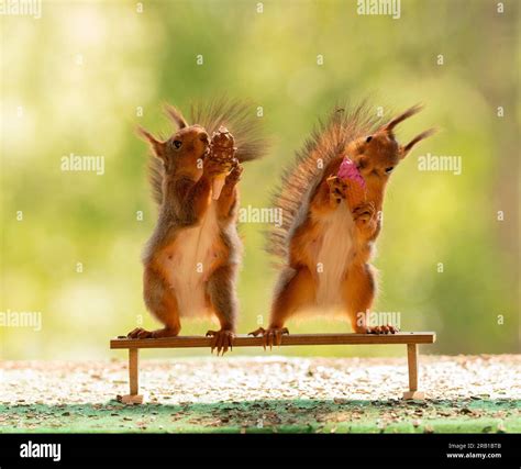 Red Squirrels Eating Eating Ice Cream On A Bench Stock Photo Alamy