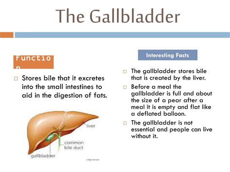Ppt The Gallbladder Powerpoint Presentation Free Download Id