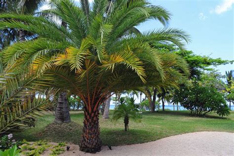 11 Palm Trees That Tolerate Cold Weather