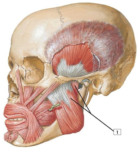 Masseter Muscle Anatomy Muscle Anatomy Muscles Of Facial Expression